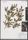 Foto von Salix myrsinifolia Salisb. x Salix phylicifolia L.
